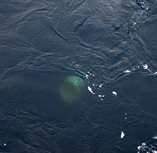 Wahoo Coin in the La Perouse Strait
